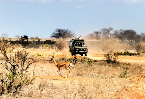 The Top Safari Routes in Kenya and Tanzania