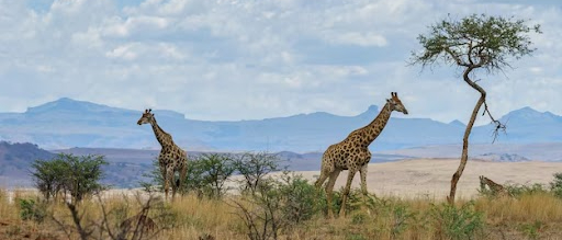 Amboseli Safari Tours: Explore Kenyas Iconic National Park