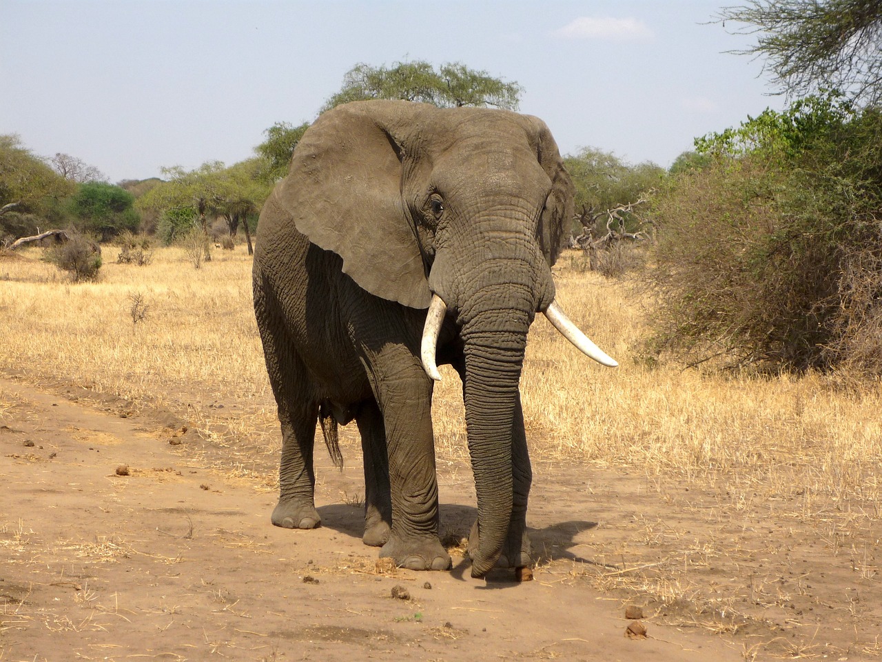 A Photographer's Paradise Capturing the Beauty of the Masai Mara on a Safari Tour