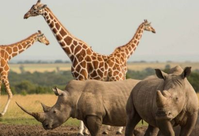 Health and Safety Tips for an East Africa Safari Adventure with Beyond The Plains Kenya Safaris