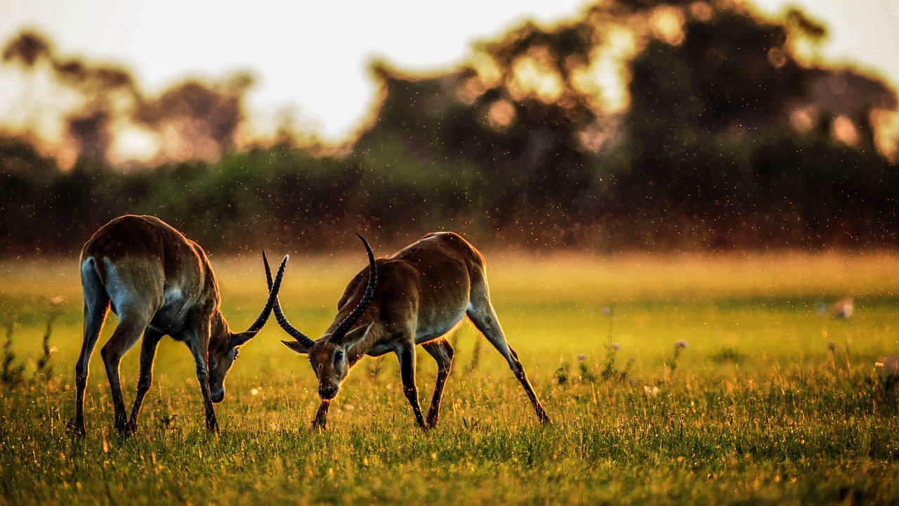 Discover the Hidden Gems of Kenya: Off-the-Beaten-Path Safari Adventures