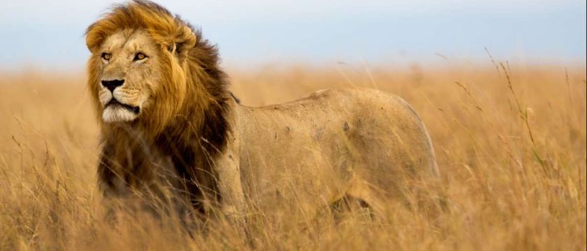 Top Safari Destinations in East Africa: Kenya, Tanzania, and Beyond