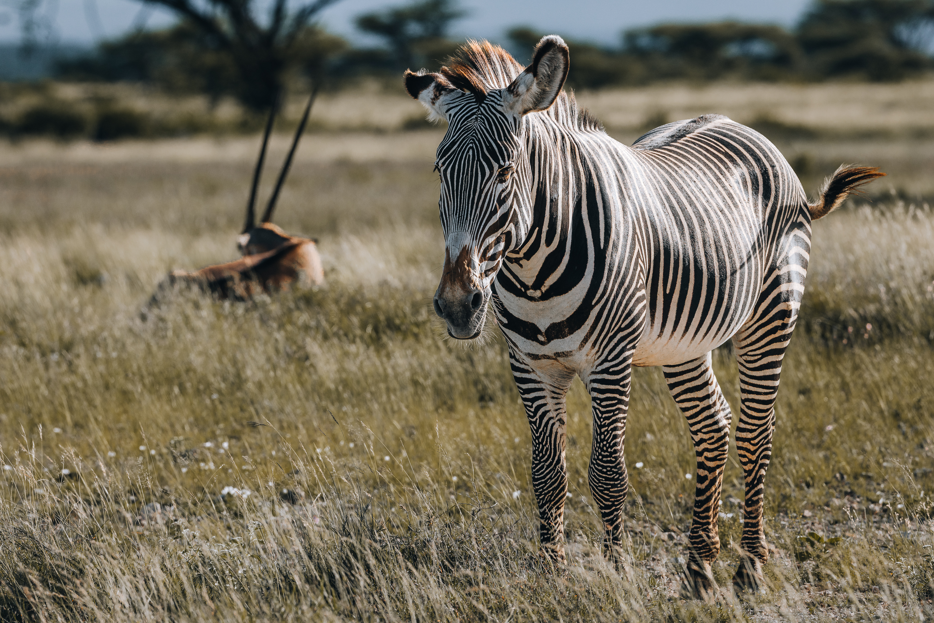 The Ultimate Guide to Kenya Safari