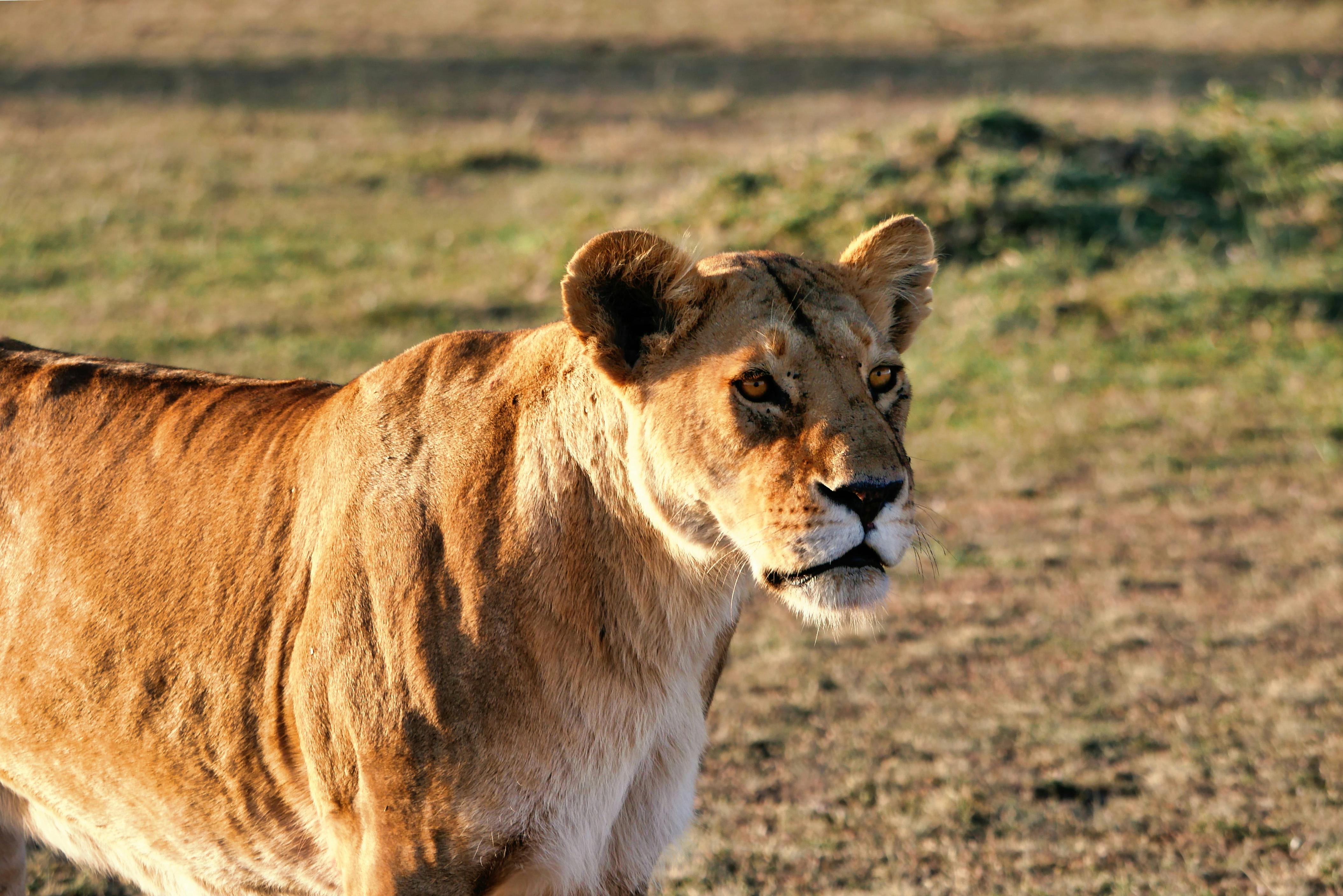 Kenya Safari Guide 2026/27: Parks, Cost, Timing & Booking