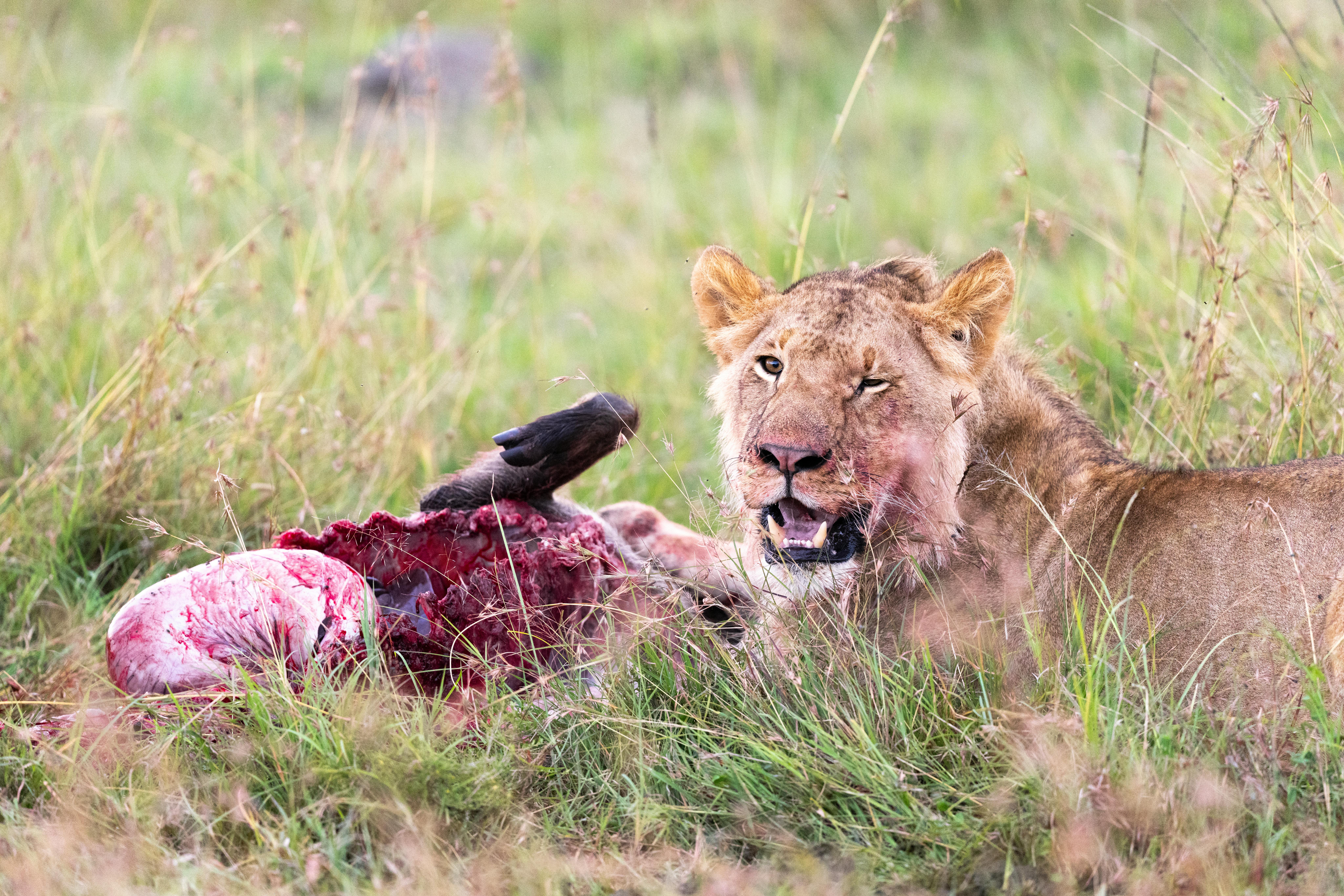 Masai Mara vs Serengeti: An Honest Comparison from a Kenya-Based Safari Operator