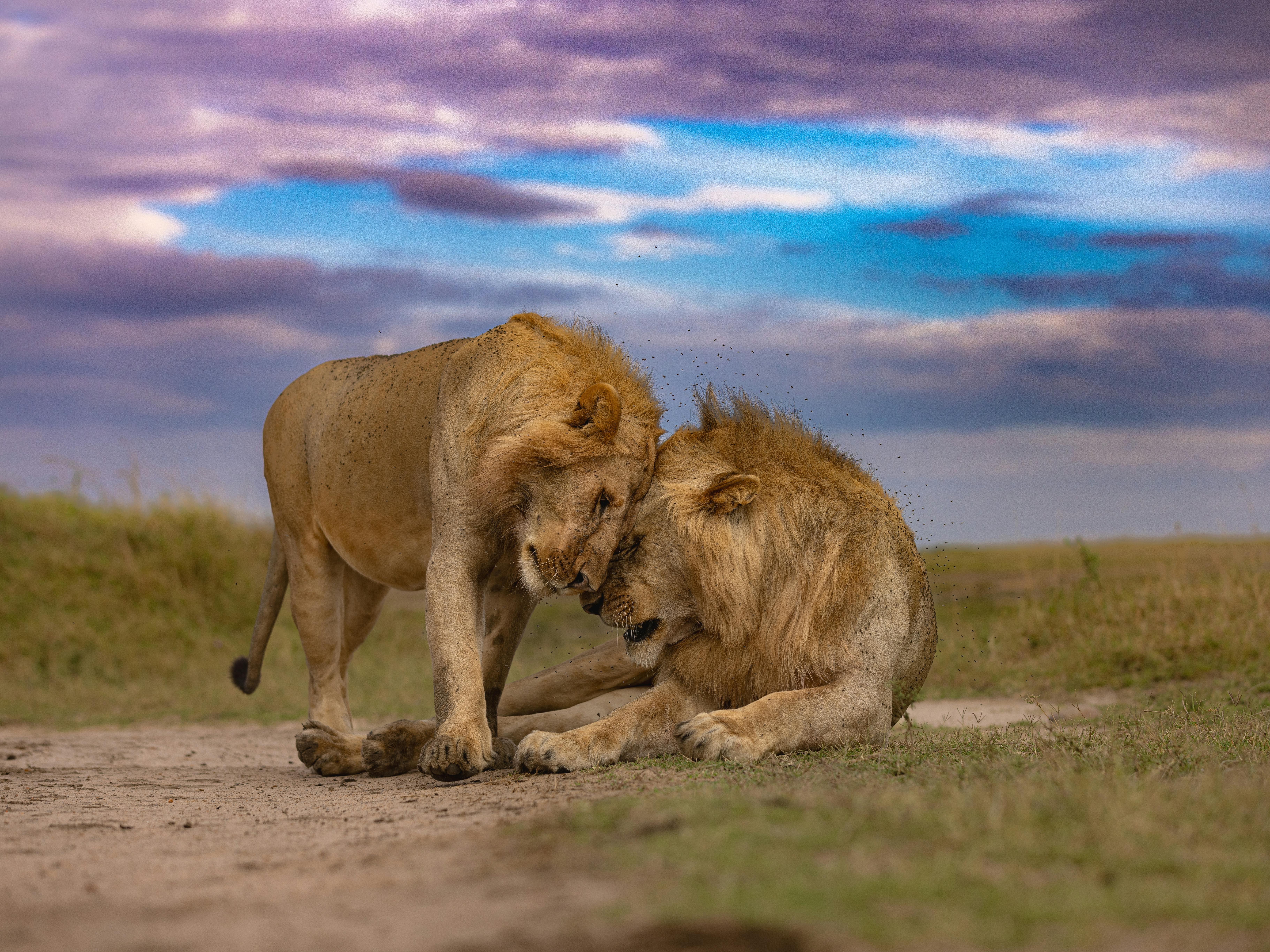 Best Time to Visit Kenya for a Safari | Month by Month 2026/27 Guide
