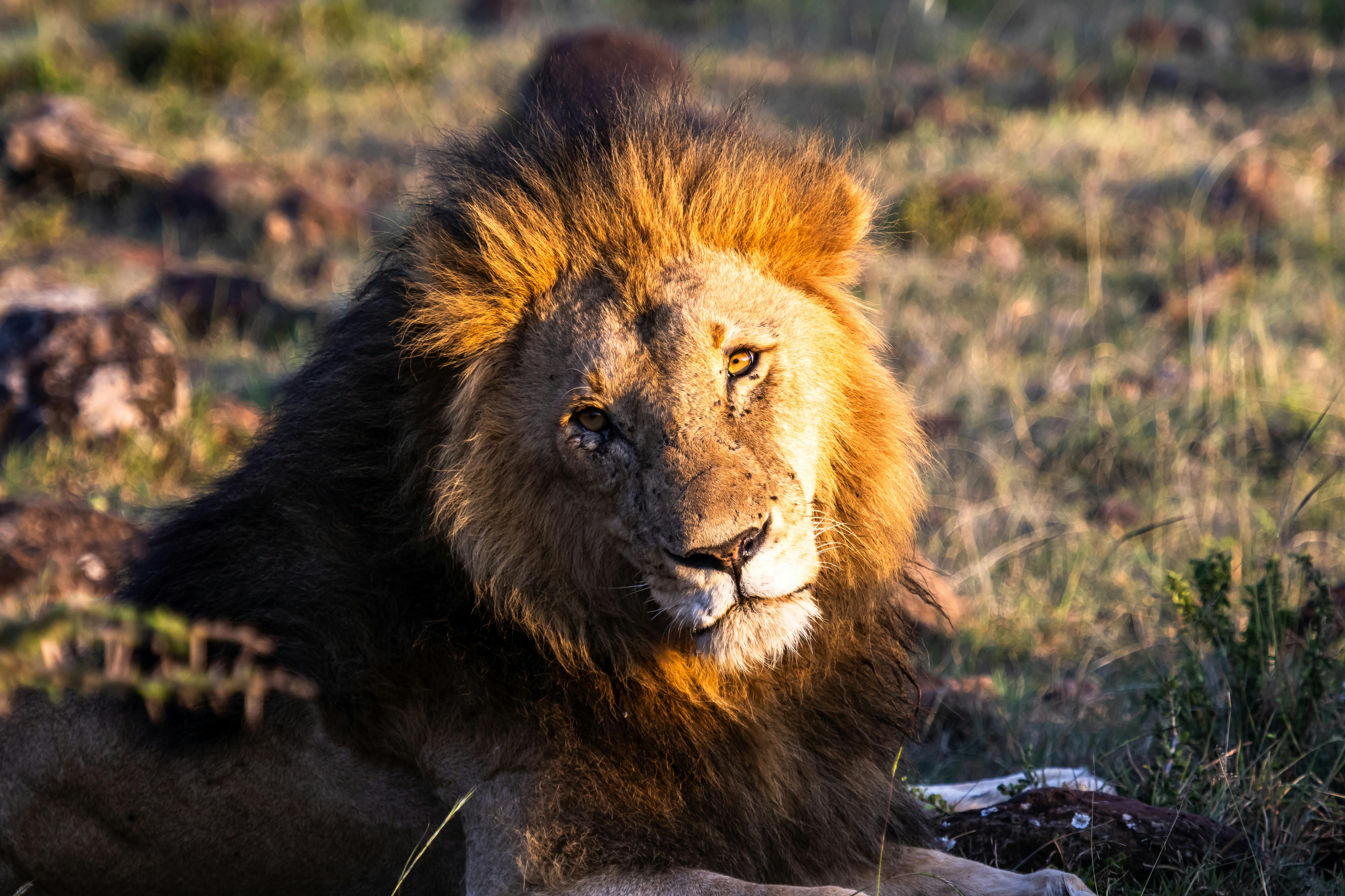 The Ultimate Big Five Safari Kenya Guide: Best Parks and Expert Tips for Seeing Every Animal