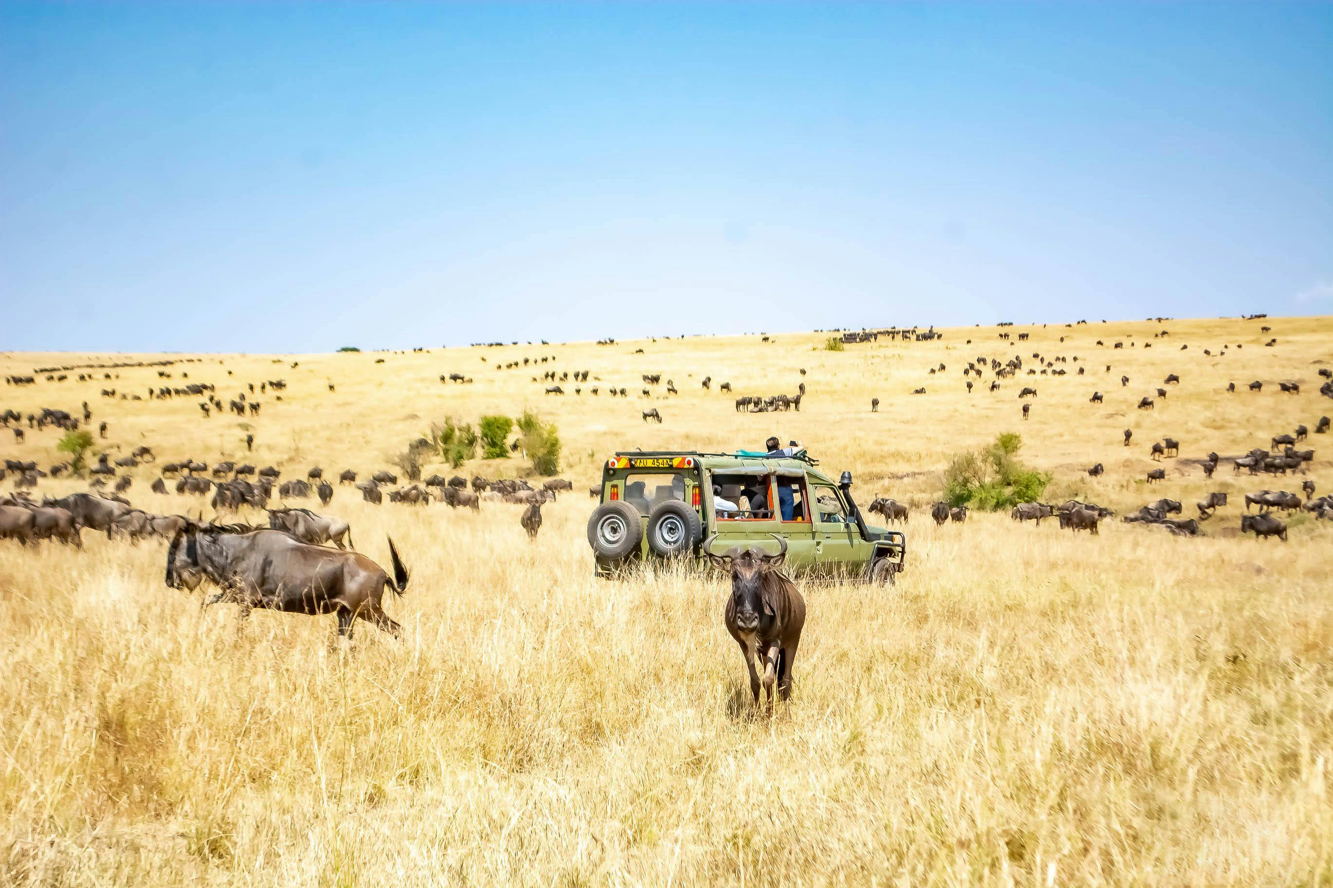 African Safari: The Complete Beginner's Guide (Destinations, Costs & Best Time to Go