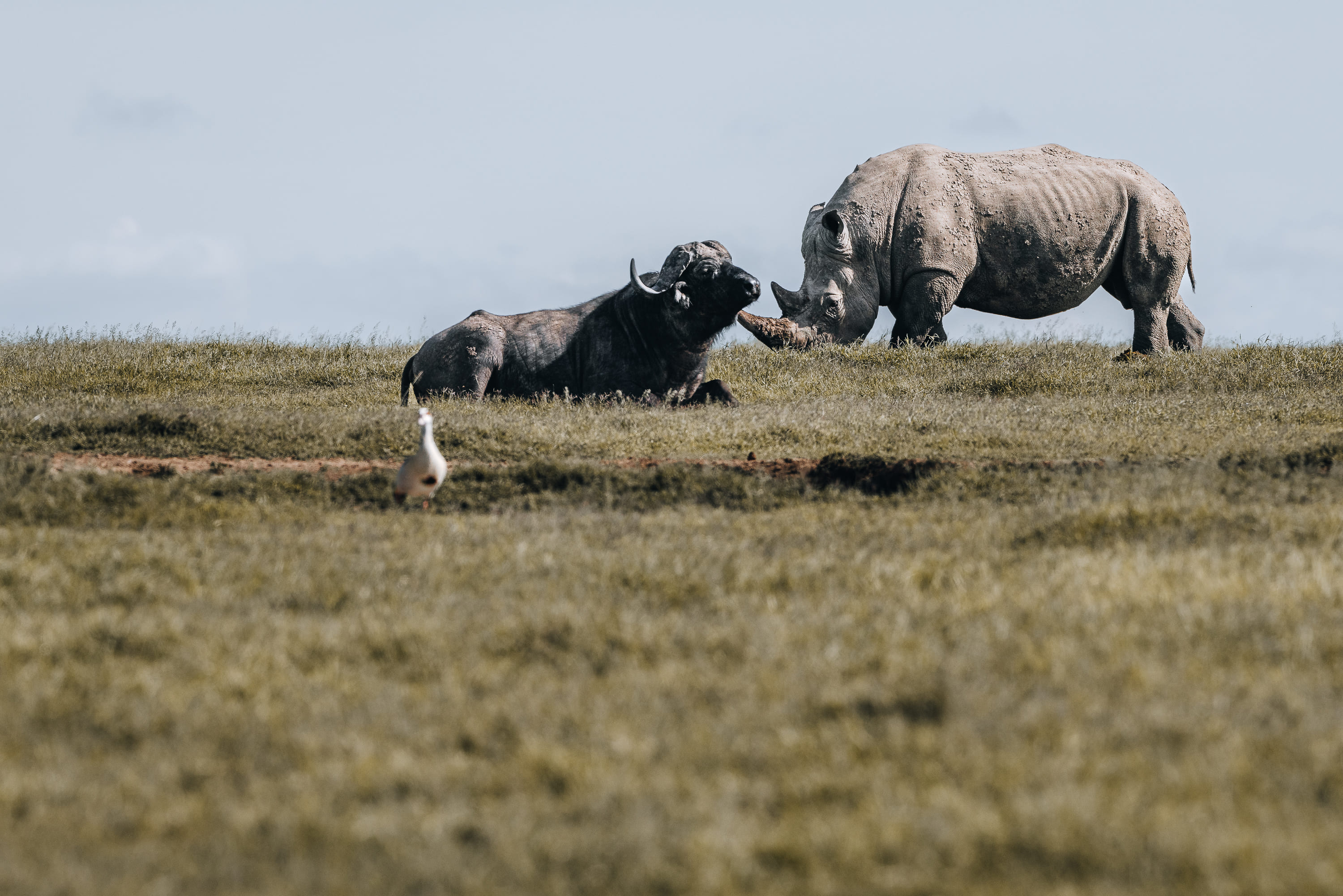 28 Reasons to Choose Beyond The Plains Safaris for Your Safari — The Definitive Guide for Discerning Travelers