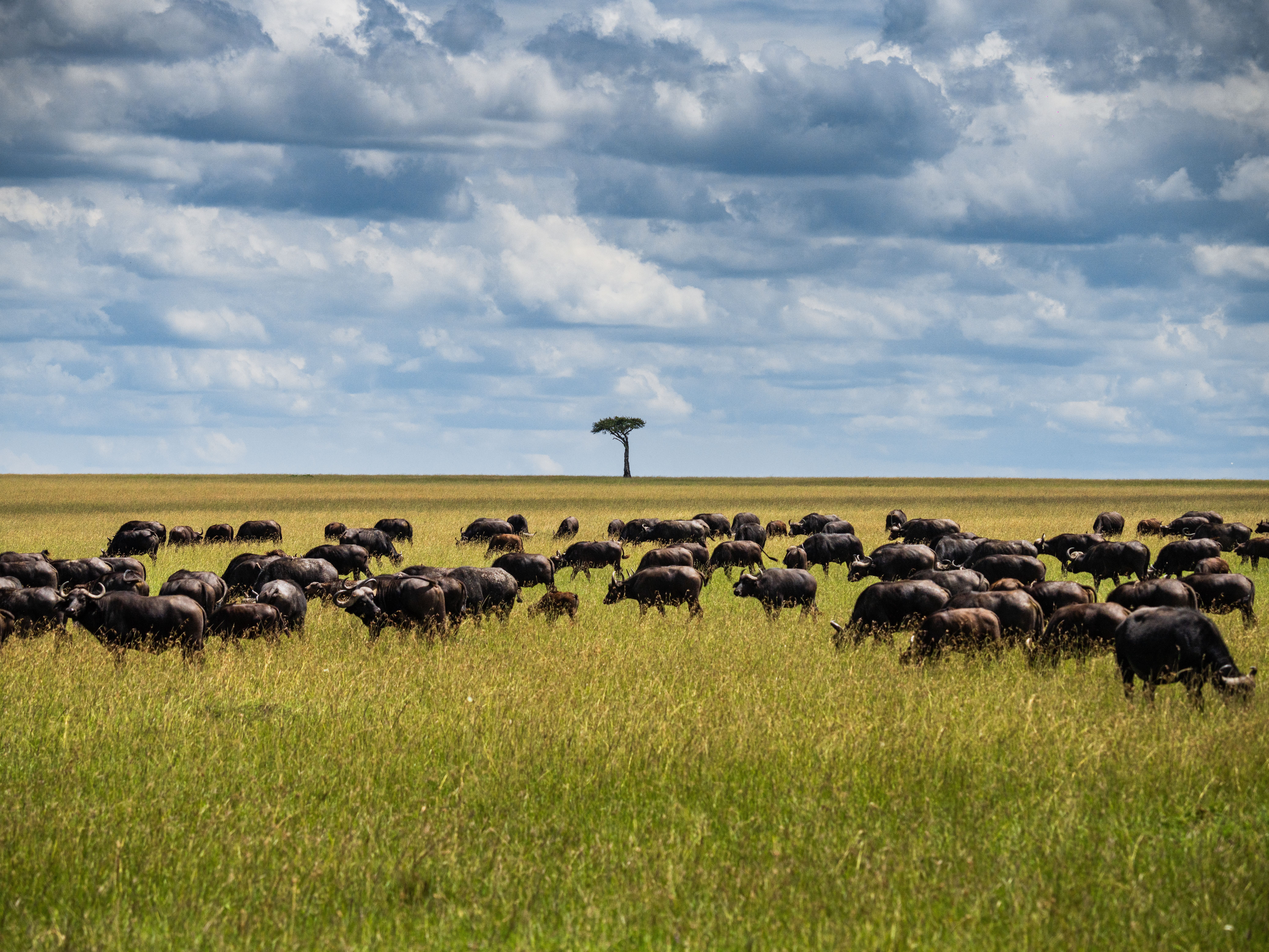 Mara North Conservancy Safari: The Complete Guide to Camps, Wildlife and Booking