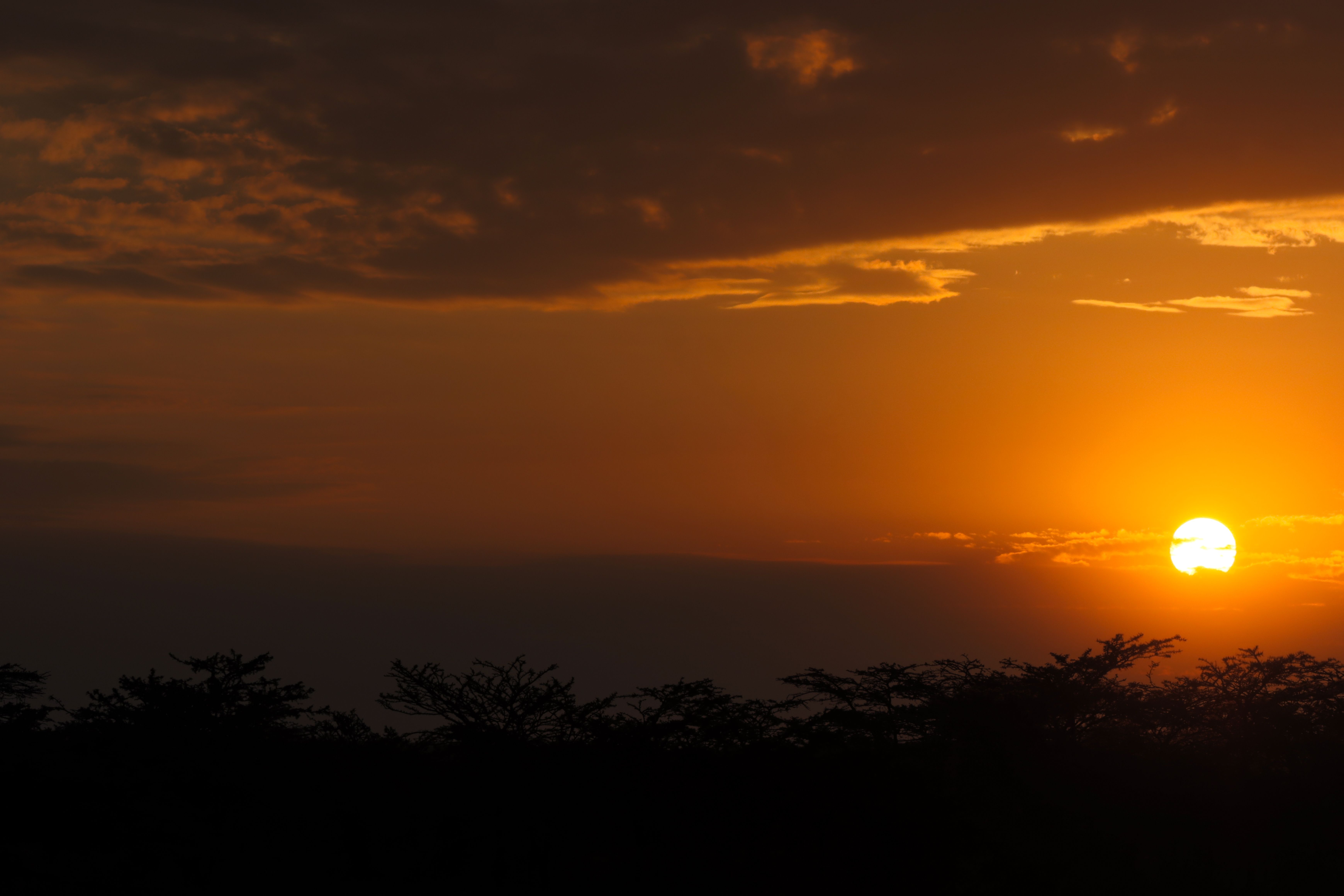 Night Game Drives in Kenya: Where They're Legal, What You'll See, and How to Book