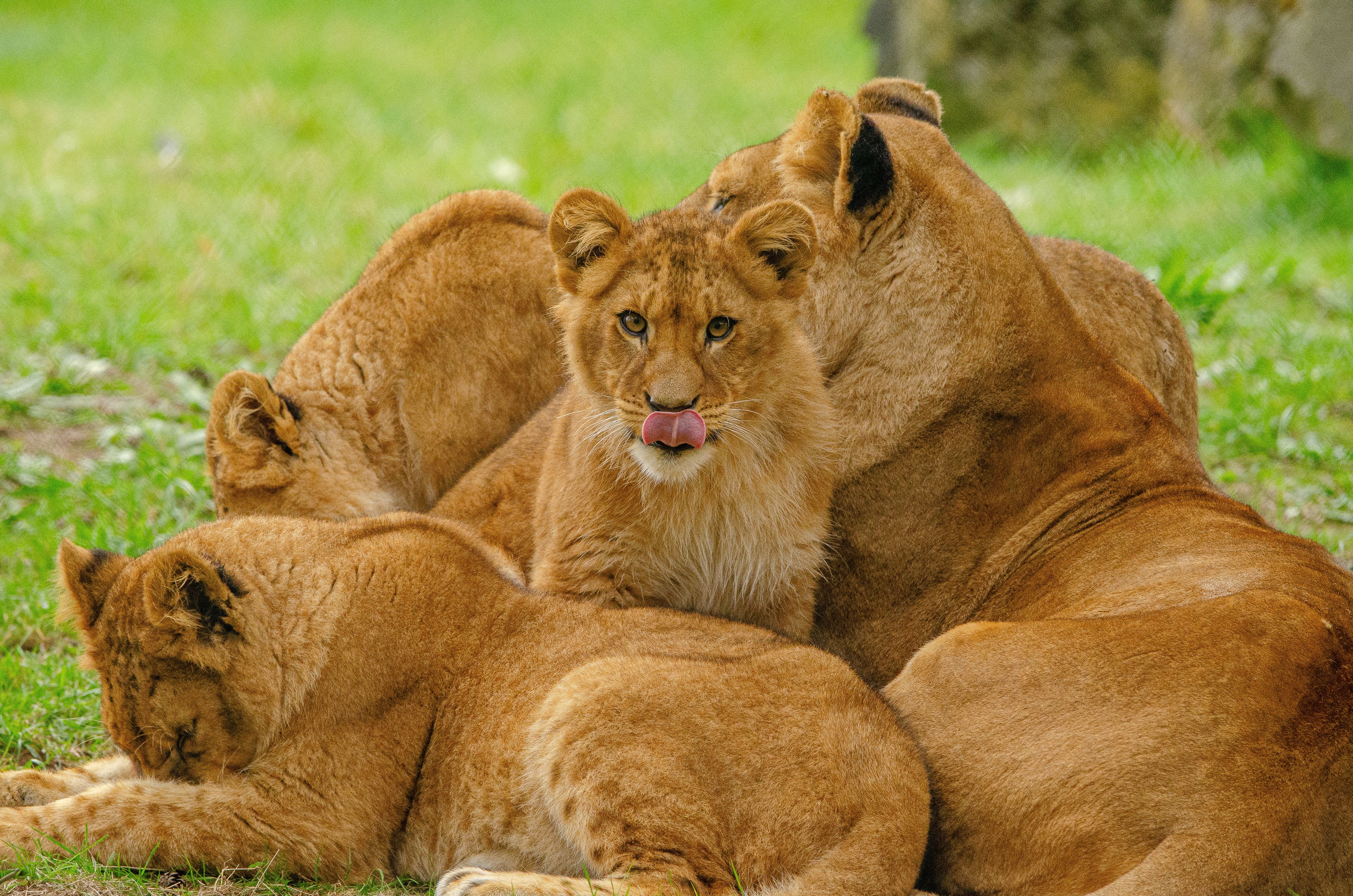 Kenya Safari Cost Calculator 2026: The Definitive Interactive Tool to Price Your Trip Line by Line